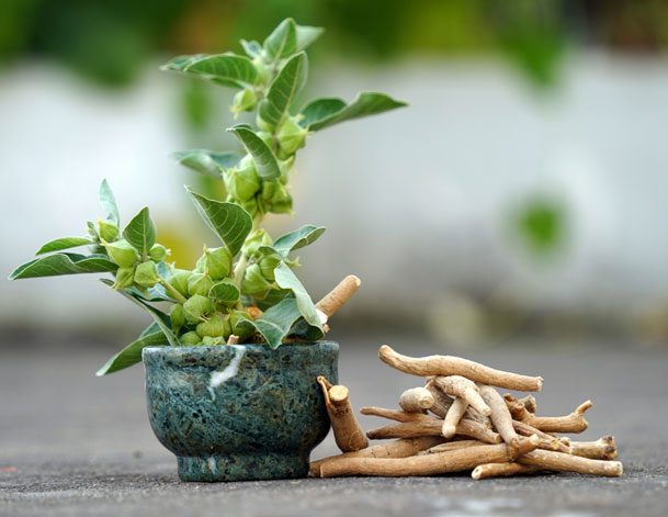 خرید مکمل آشواگاندا بیوتاری با خلوص بالا