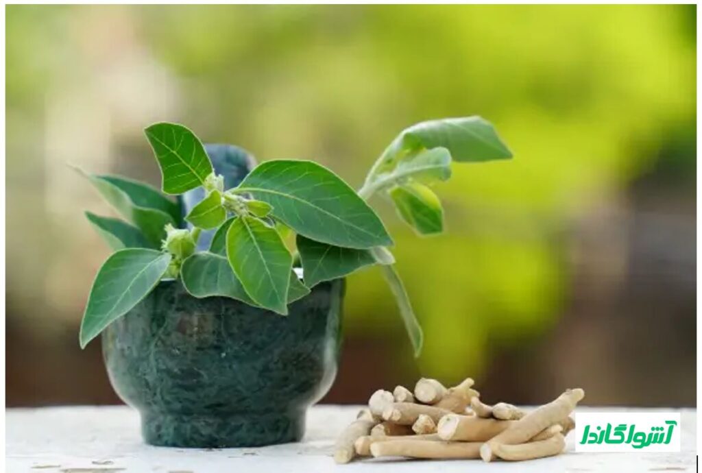 خواص جینسینگ آشواگاندا و تاثیرات آن