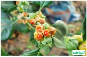 آشواگاندا برای چی خوبه؟ فواید و کاربردهای آن