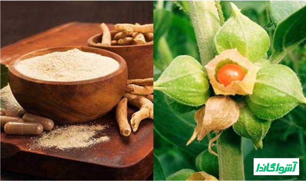 شرایط استفاده از گیاه آشواگاندا